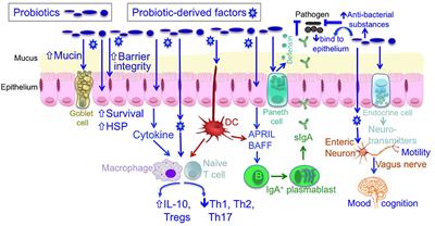 Probiotics and Probiotic-Derived Functional Factors—Mechanistic Insights Into Applications for Intestinal Homeostasis